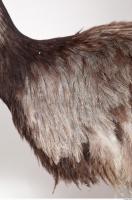 Emus body photo reference 0010
